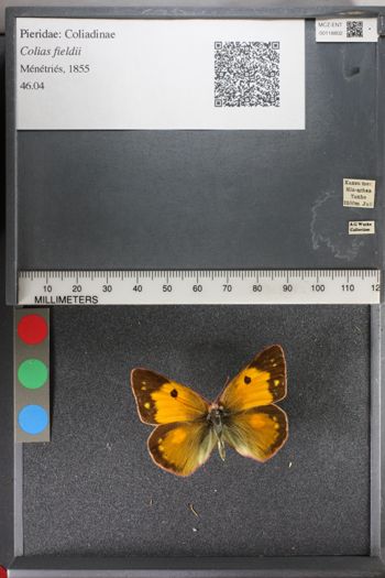 Media type: image;   Entomology 118802